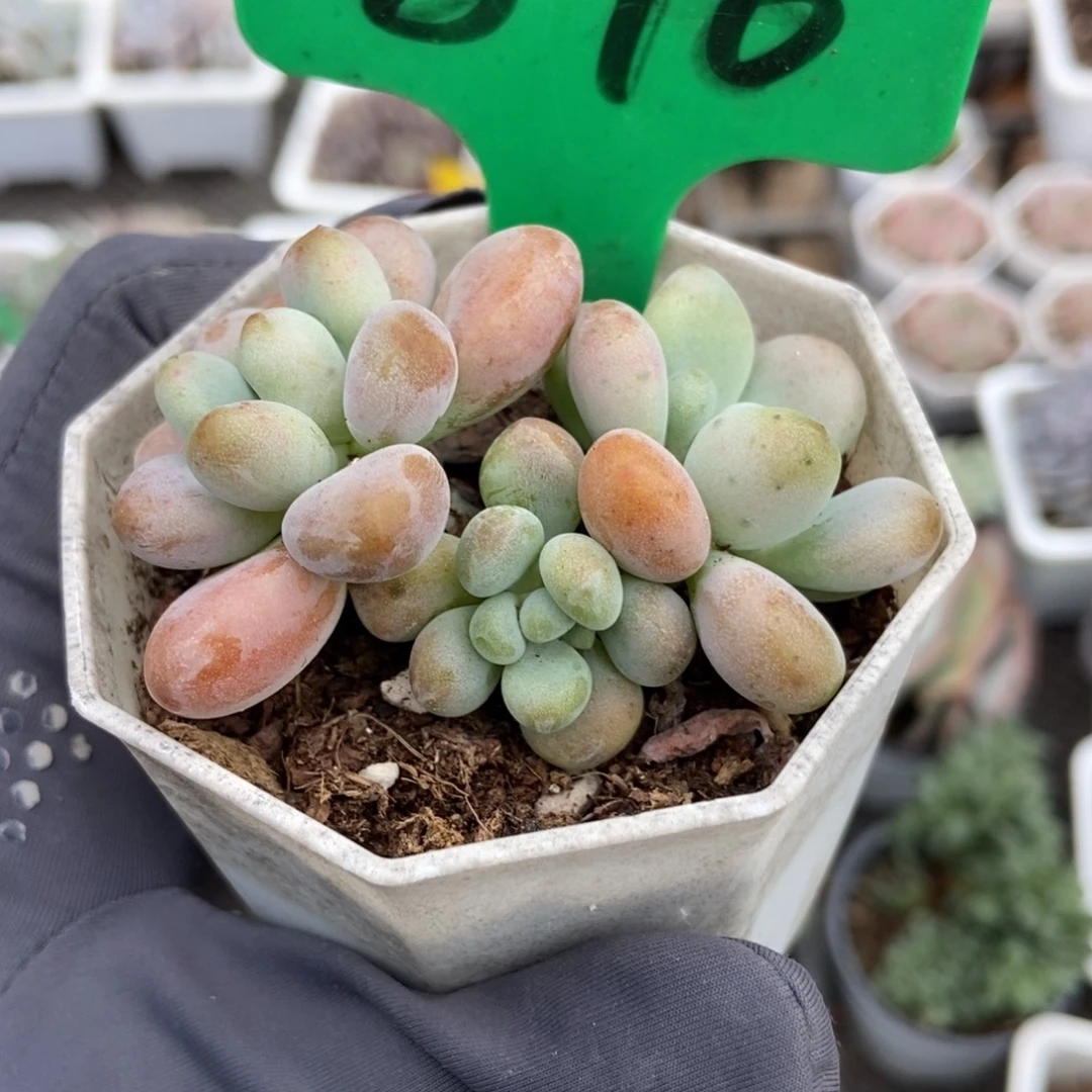 876红洛神多肉植物