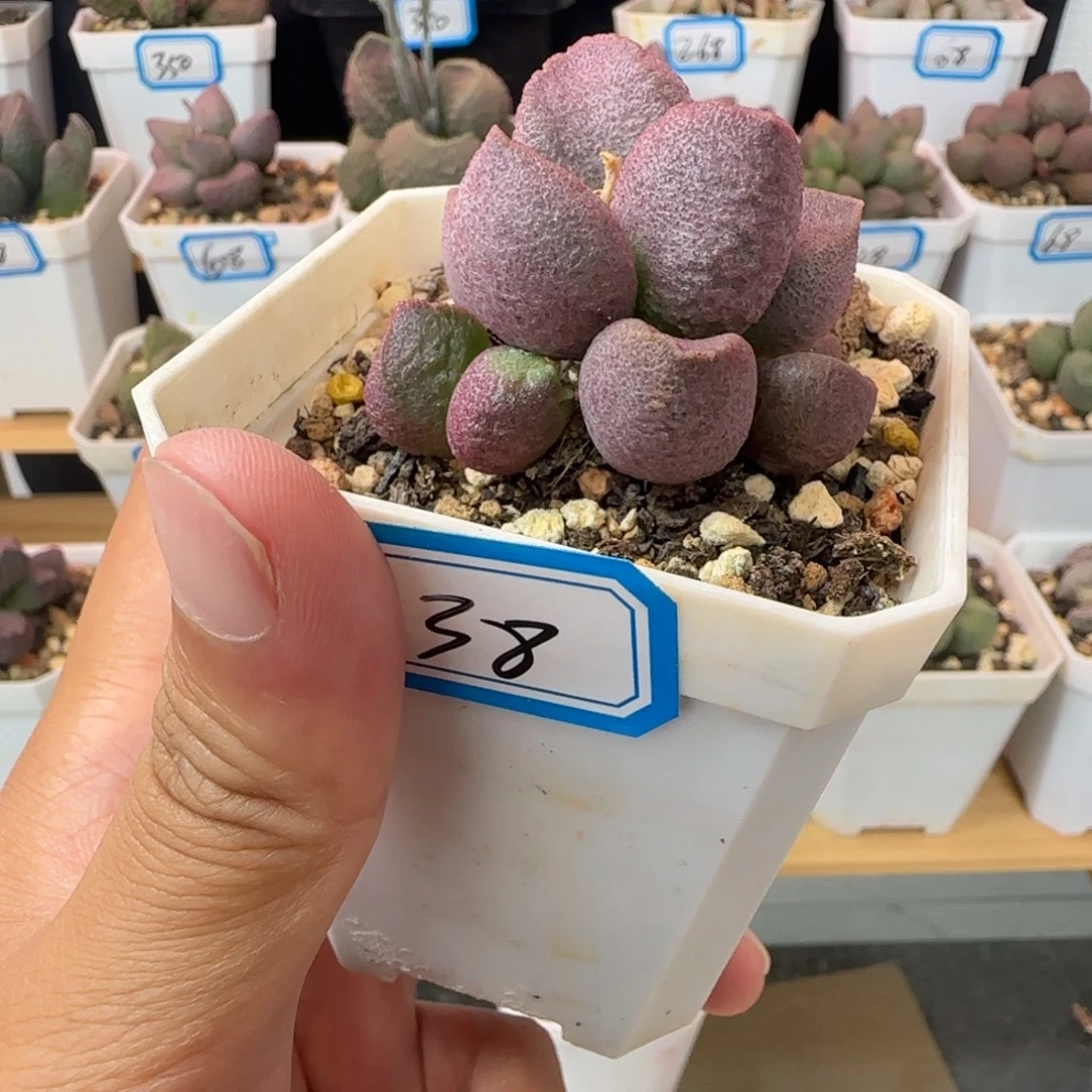 新品水泡，一物一拍