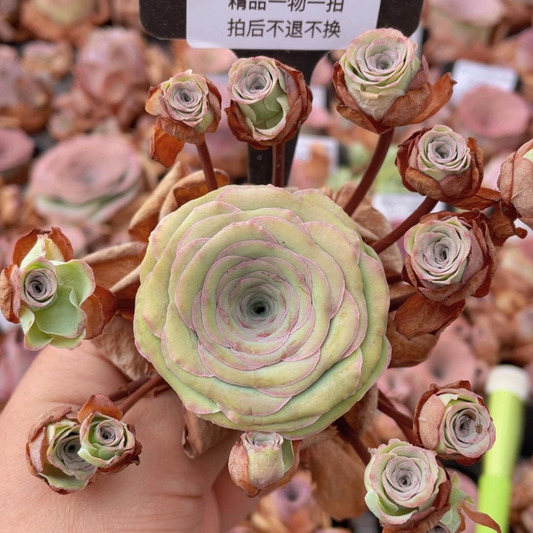 山地玫瑰0248裸根发货断枝不包损不售后