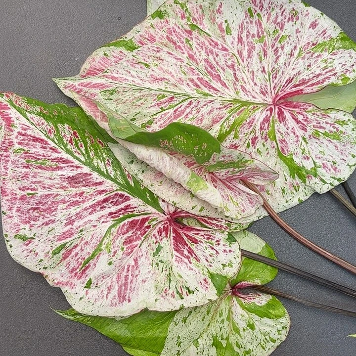 17-1030薄荷糖大颗广东现货