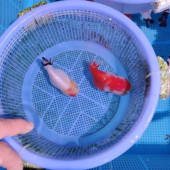 金鱼041兰寿两只特价顺丰包邮