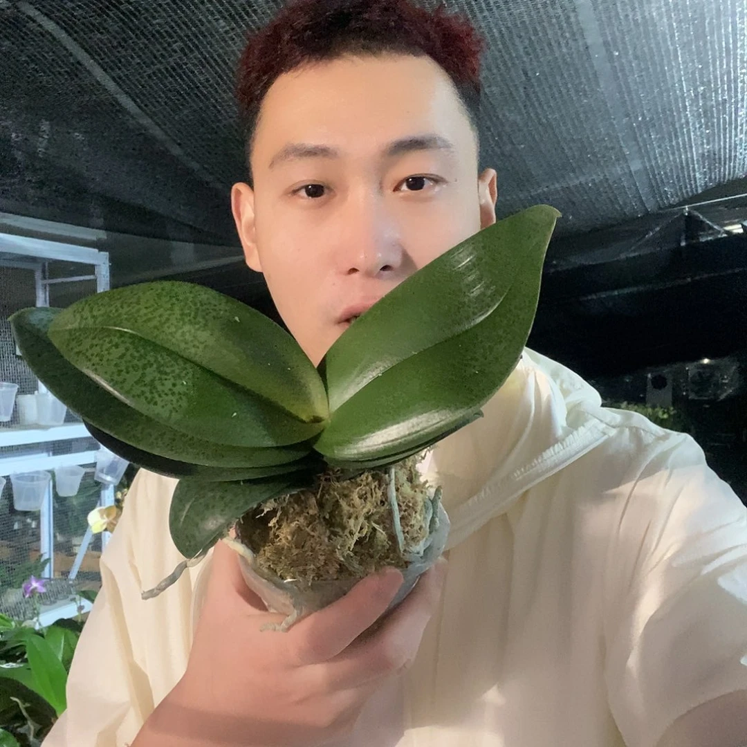 无花朵槟榔西施蝴蝶兰