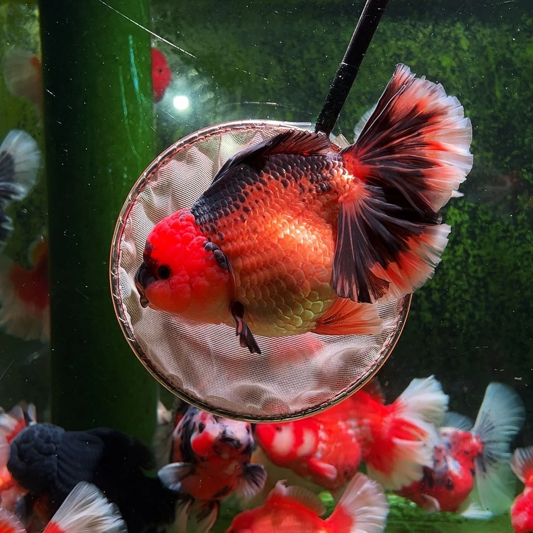 金鱼百褶泰狮冷水金鱼