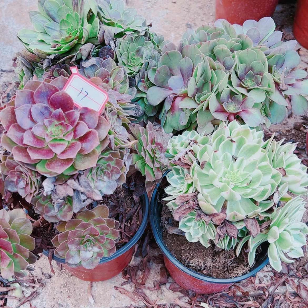 【闪购商品】无花朵开***天17号赤炎莲，花月夜，红心万圣节，水蜜桃