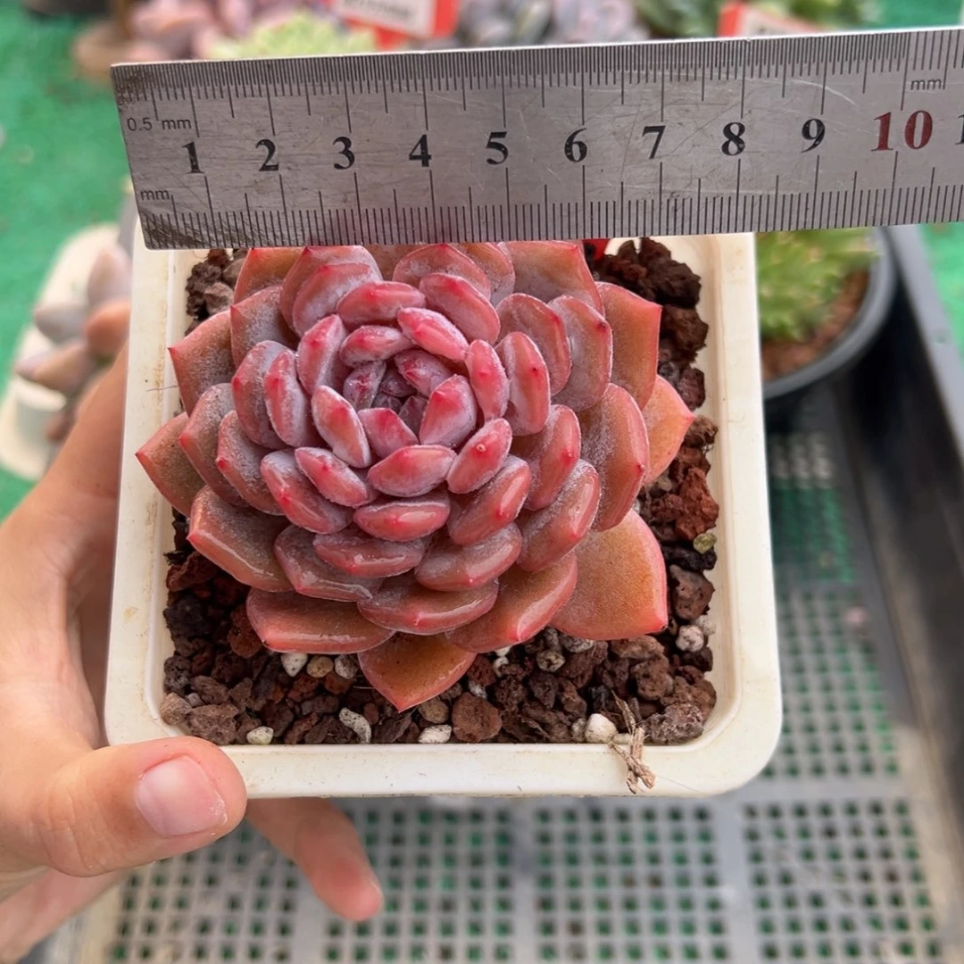 表妹精品多肉植物321.