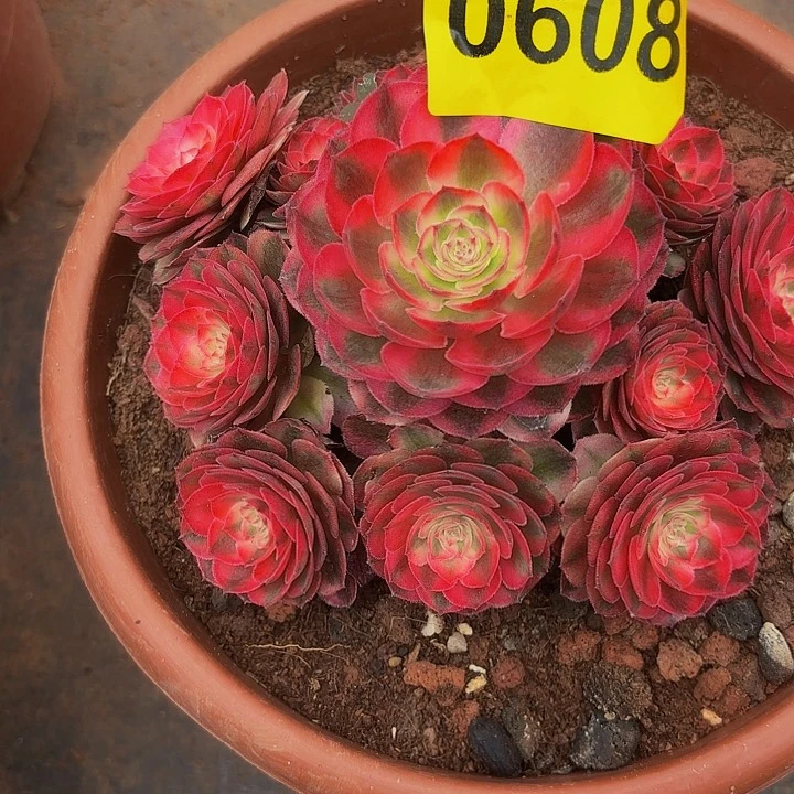 多肉植物荔枝花608