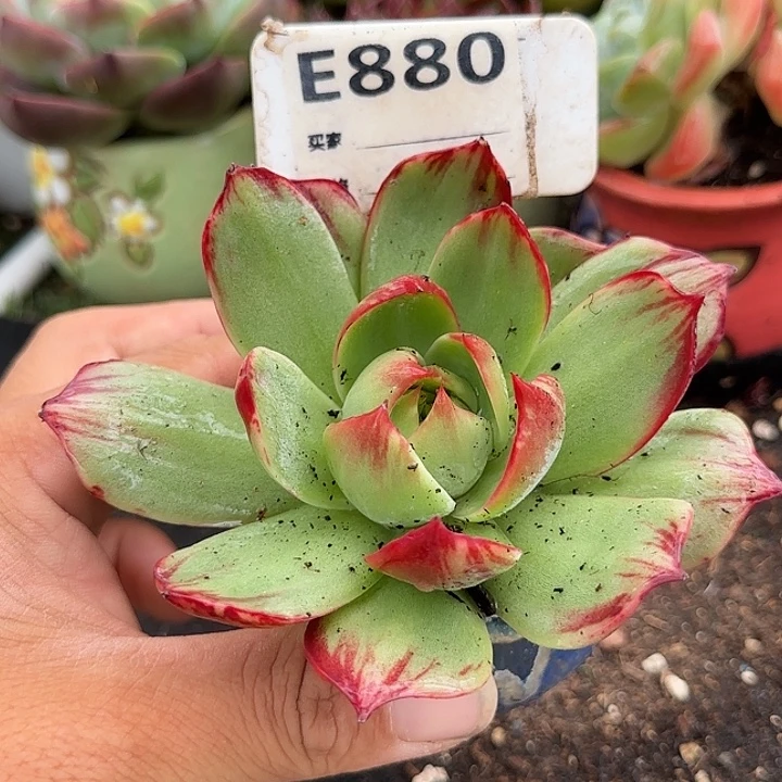 惊鸿一物一拍包装收缩花旱880