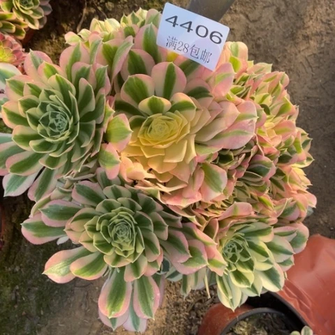 白凤多肉多肉4406