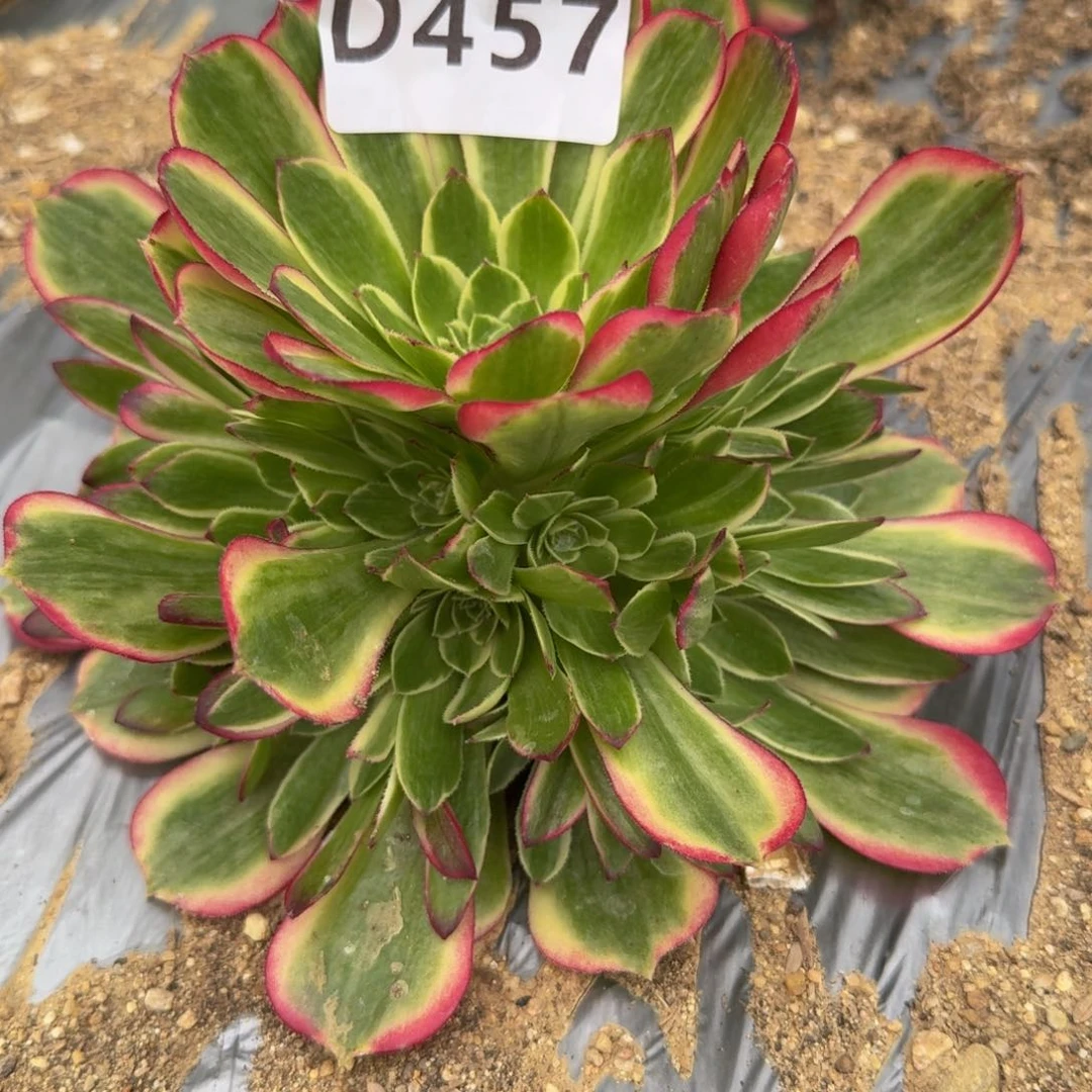 457粉海王。 多肉植物