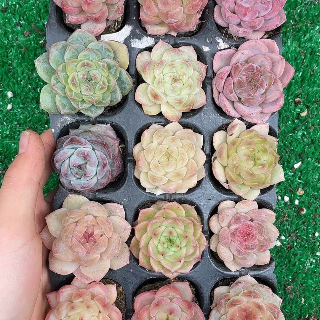 多肉一物一拍30-79