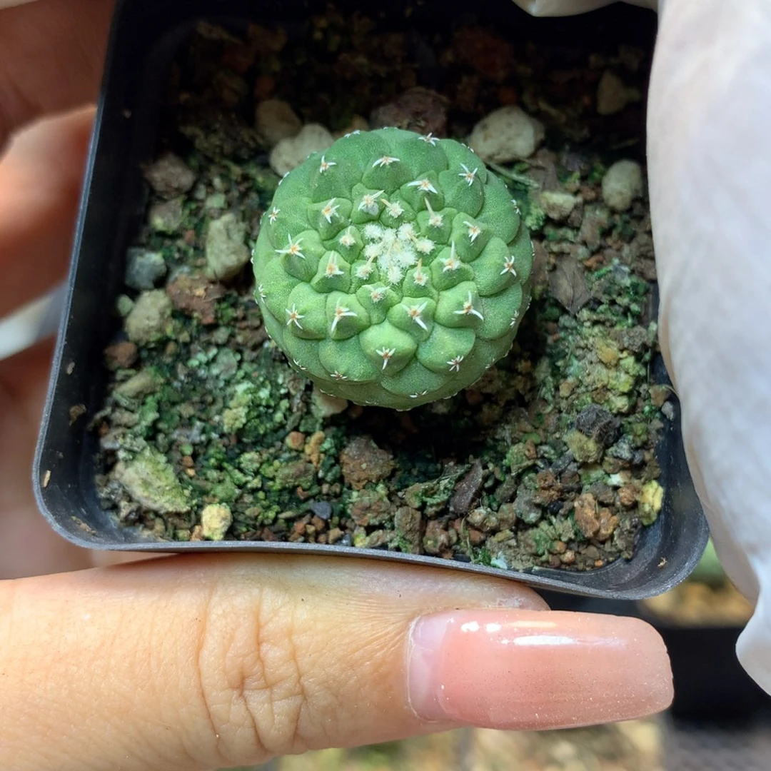 实生 菊水2公分起发 带盆土