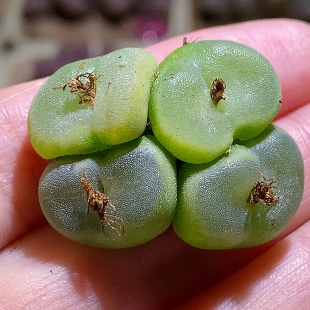 水晶鞋水晶鞋水晶鞋
