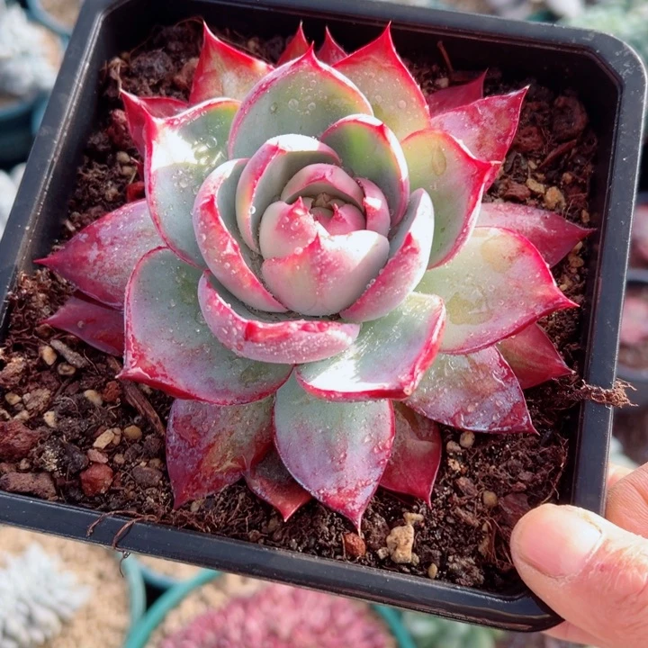 精品多肉植物老桩