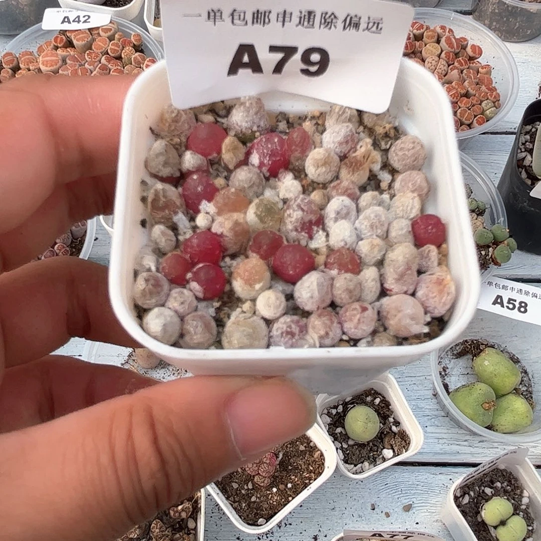 1111–番杏福利a79