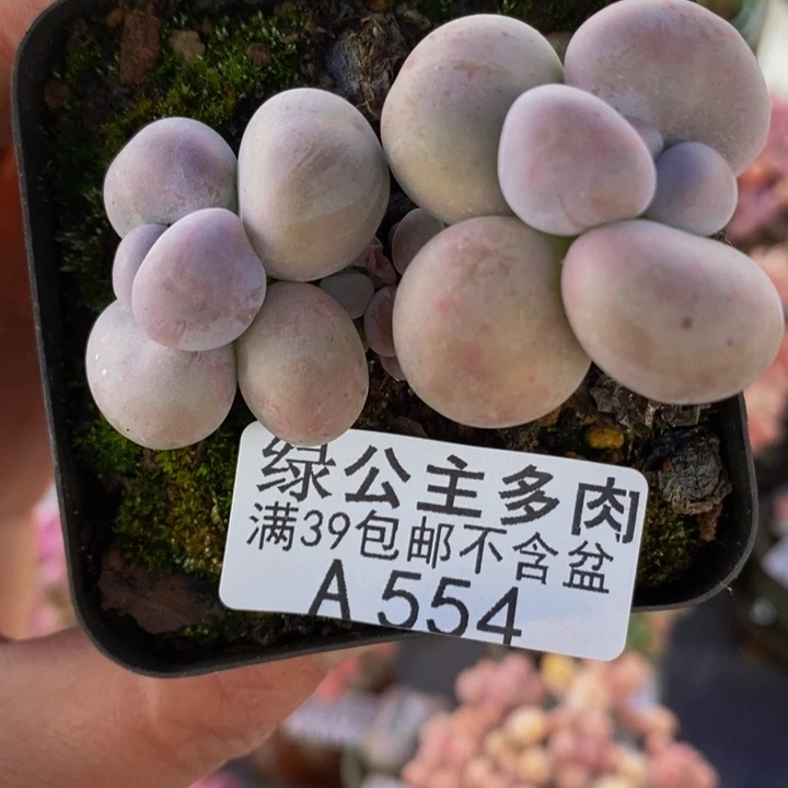 芭比奶洛6cm554多肉植物
