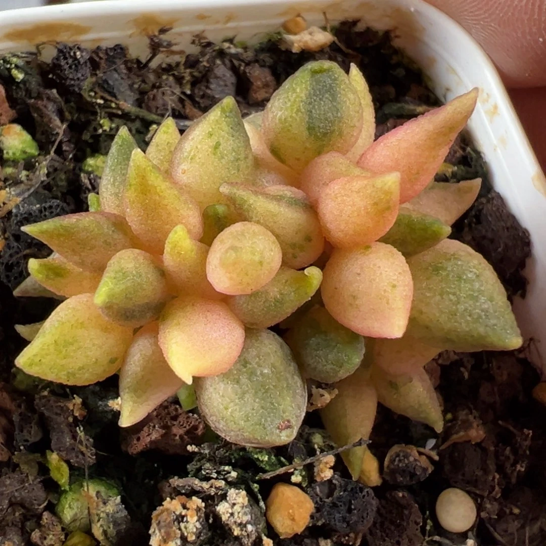 小辣椒锦多肉植物水泡