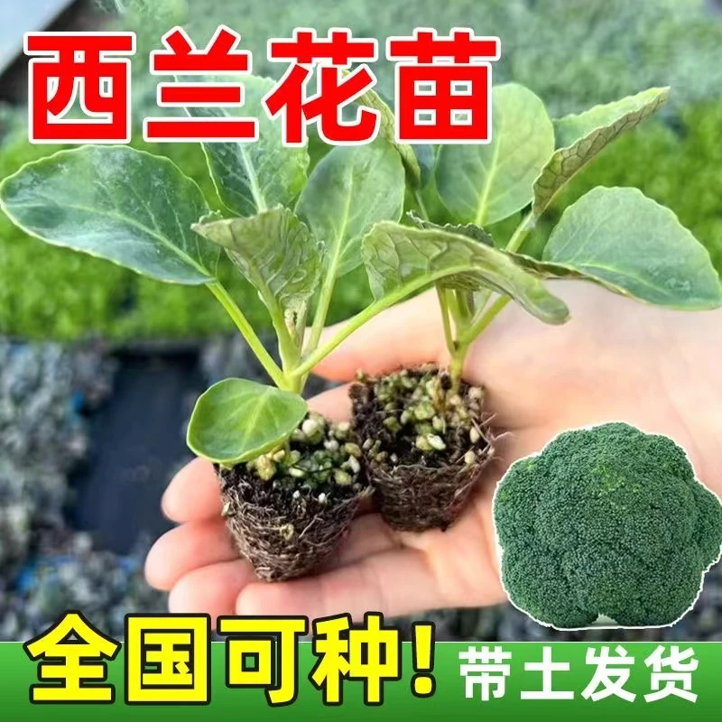 西兰花苗有机松花菜秧苗青梗散花耐热耐寒高产蔬菜秋冬专属