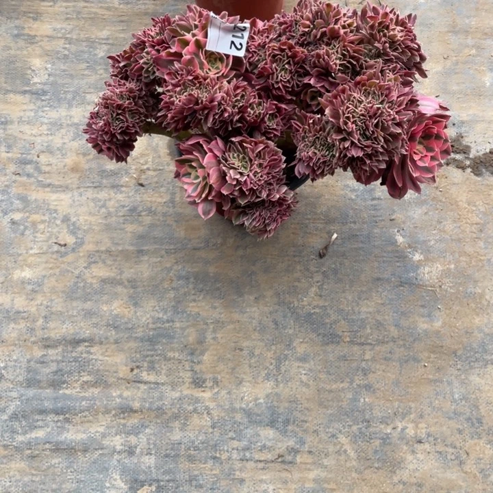 毛*格多肉粉女巫缀化212