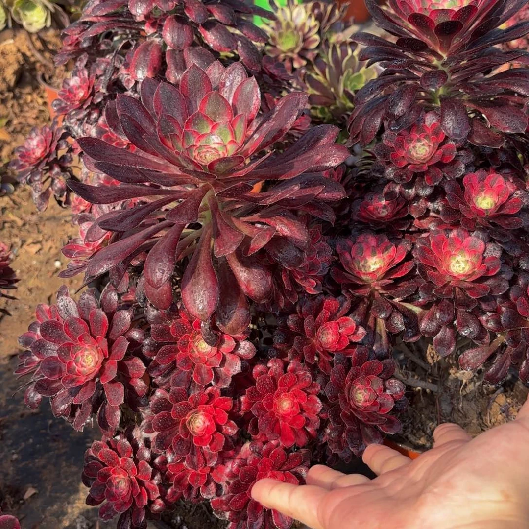 香奈儿木质老桩15.8法师