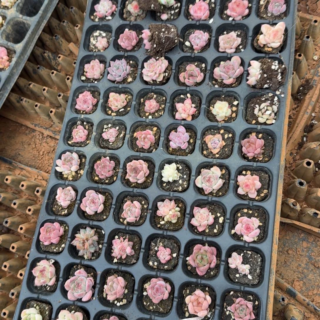 指甲盖大小未选育珍妮一盘量拍16-10中门右二