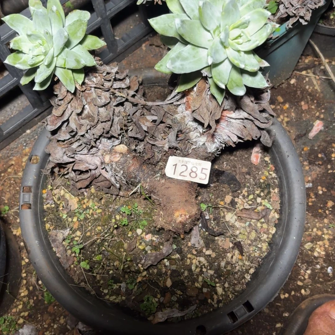 仙女杯多肉植物杂交