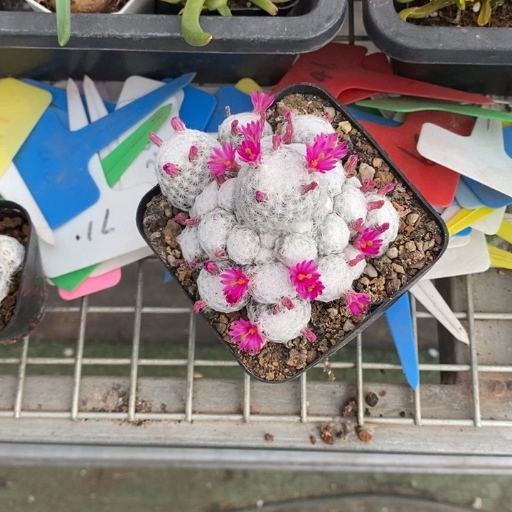 止****情伯克利和格蕾纳等著名音乐家