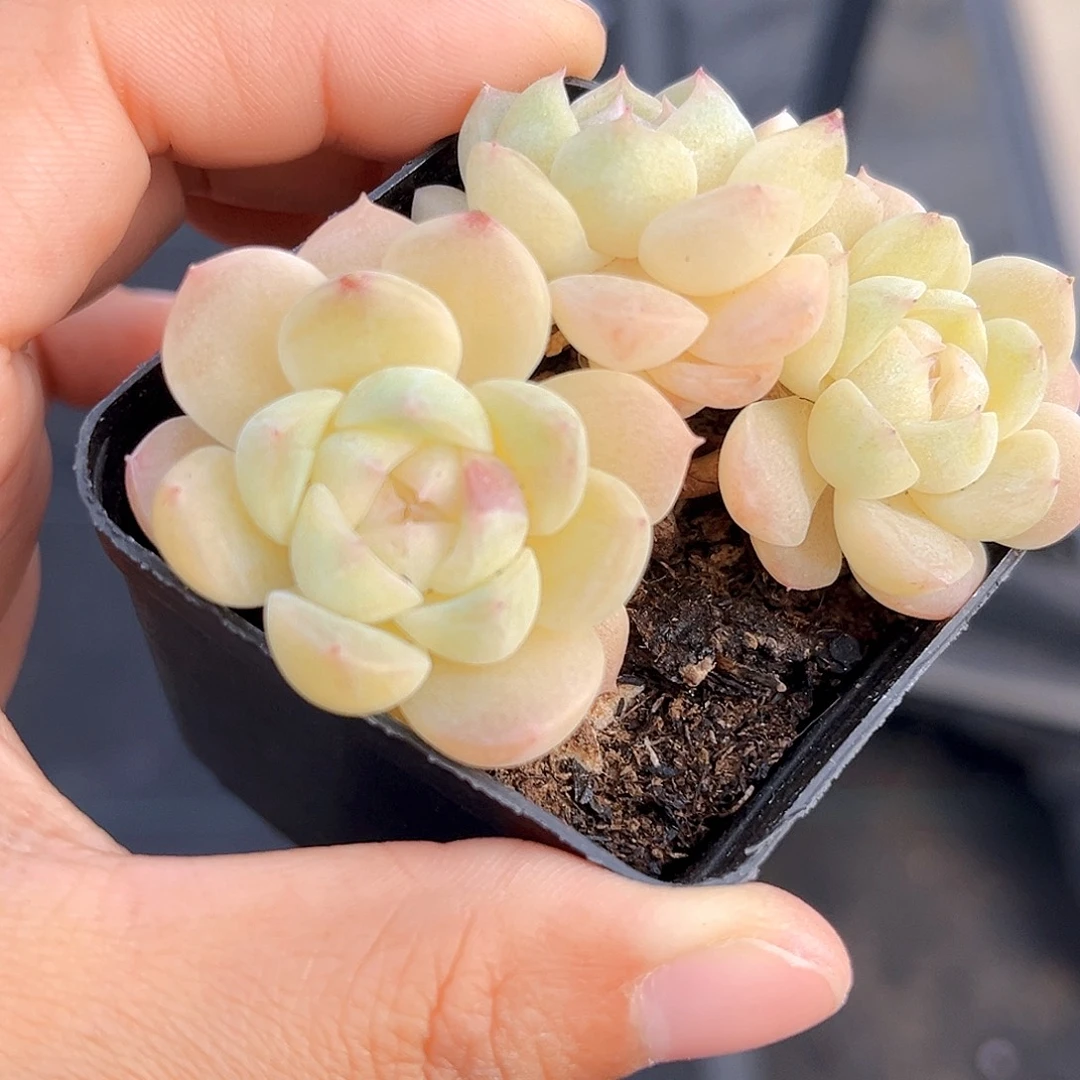 530 扶摇珍妮  满18包邮