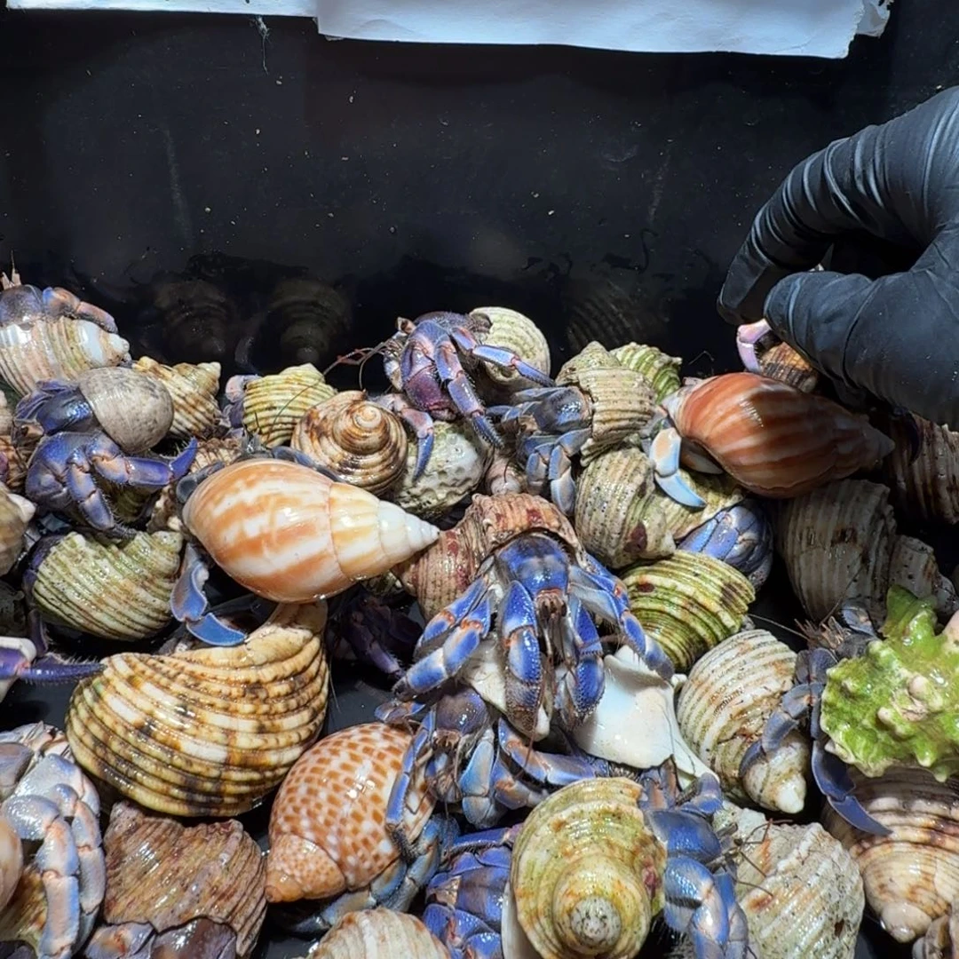 奇***米吉米直播间挑选专拍