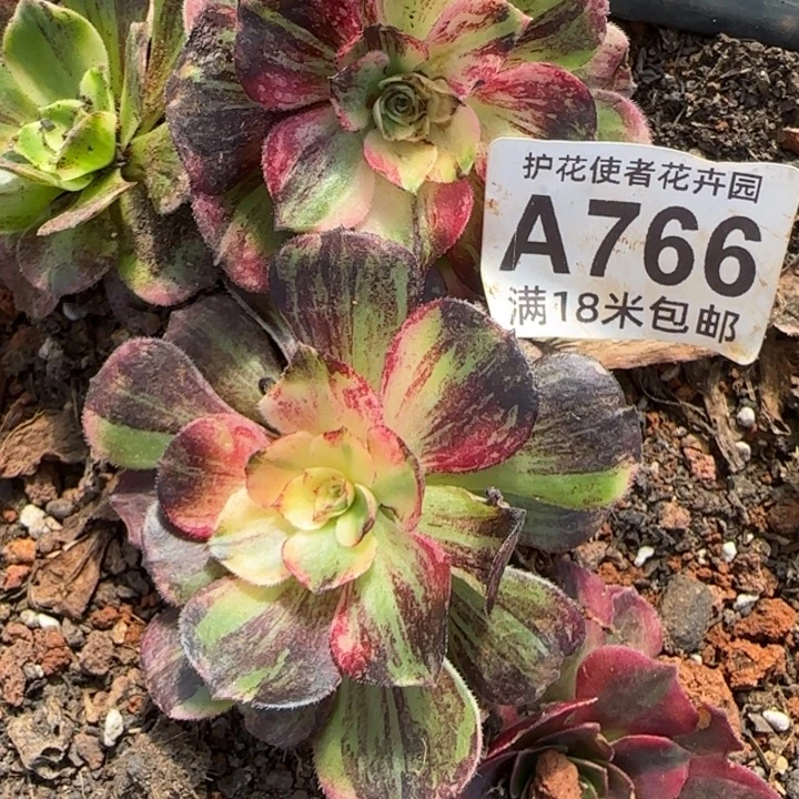 多肉法师伯爵朵朵