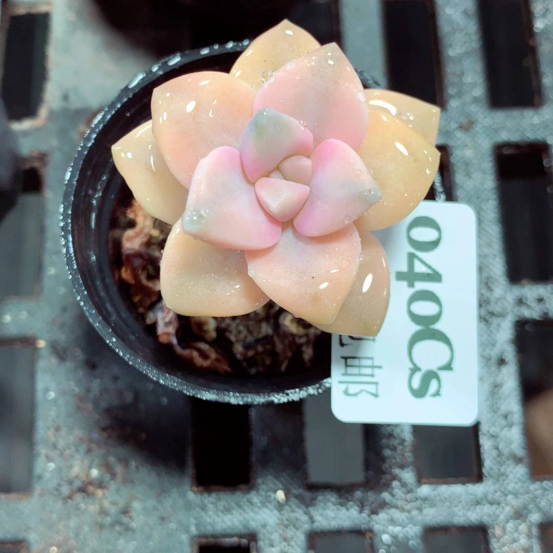 5厘米盆精控多肉040