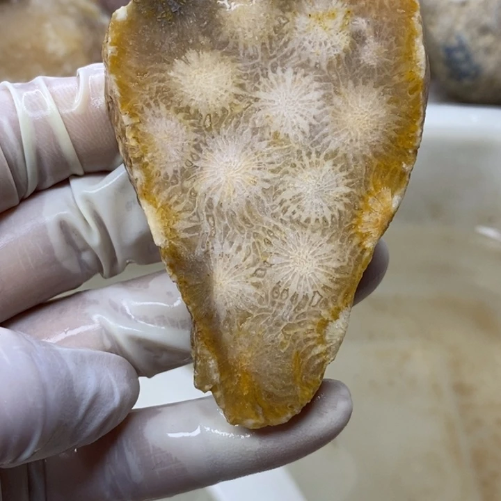【闪购商品】未镶嵌珊瑚玉硅化玉