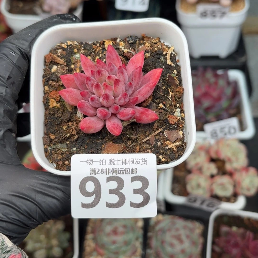 金鱼姬单头无盆土发货