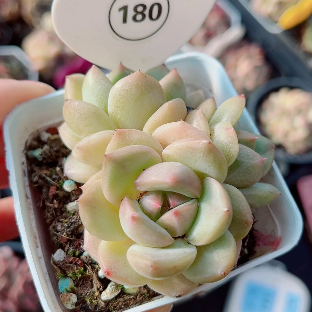 风靡园艺新品珍妮群