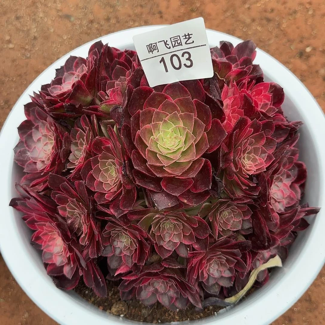 梦*103多肉 红花郎寄养