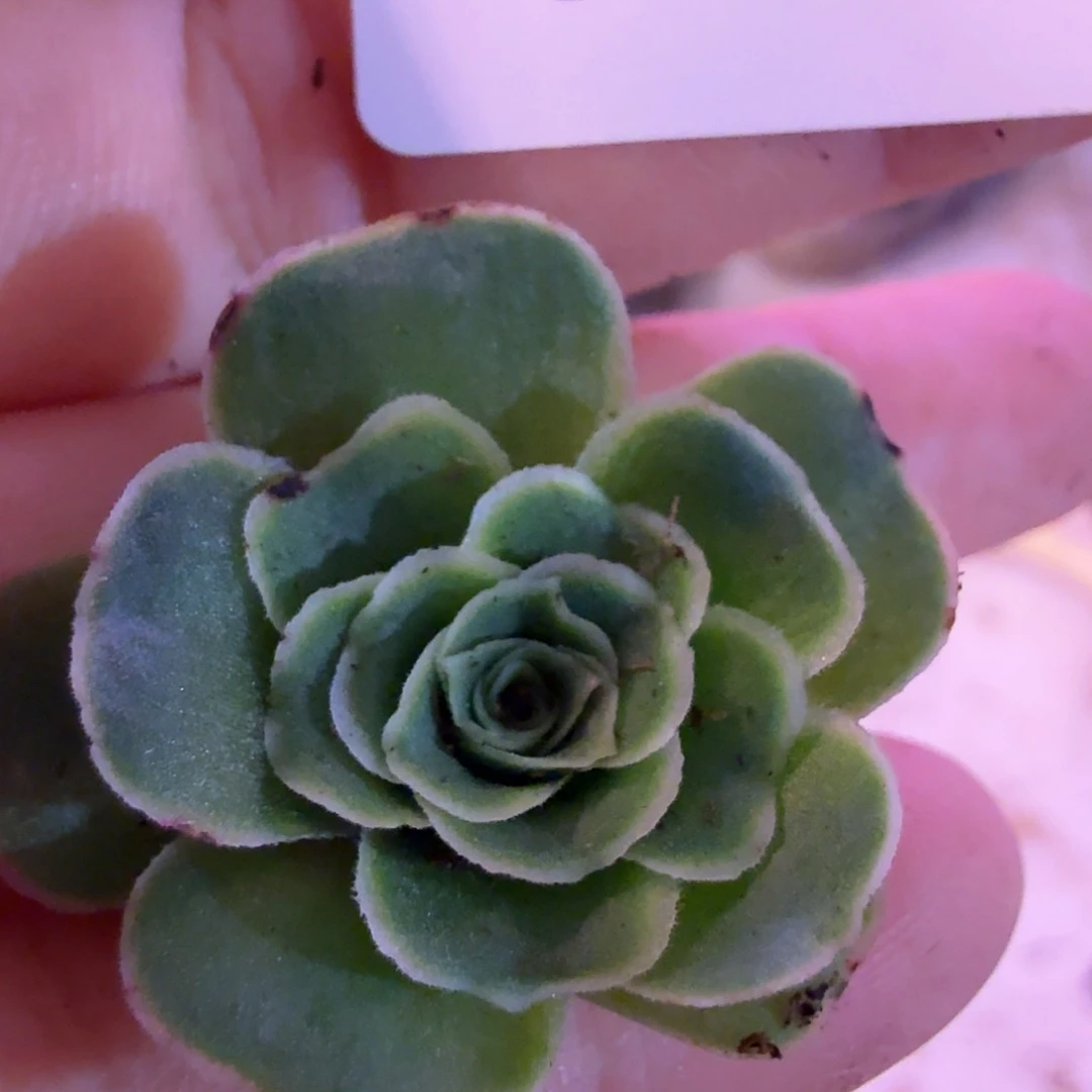 开***乐山地玫瑰。 147多肉