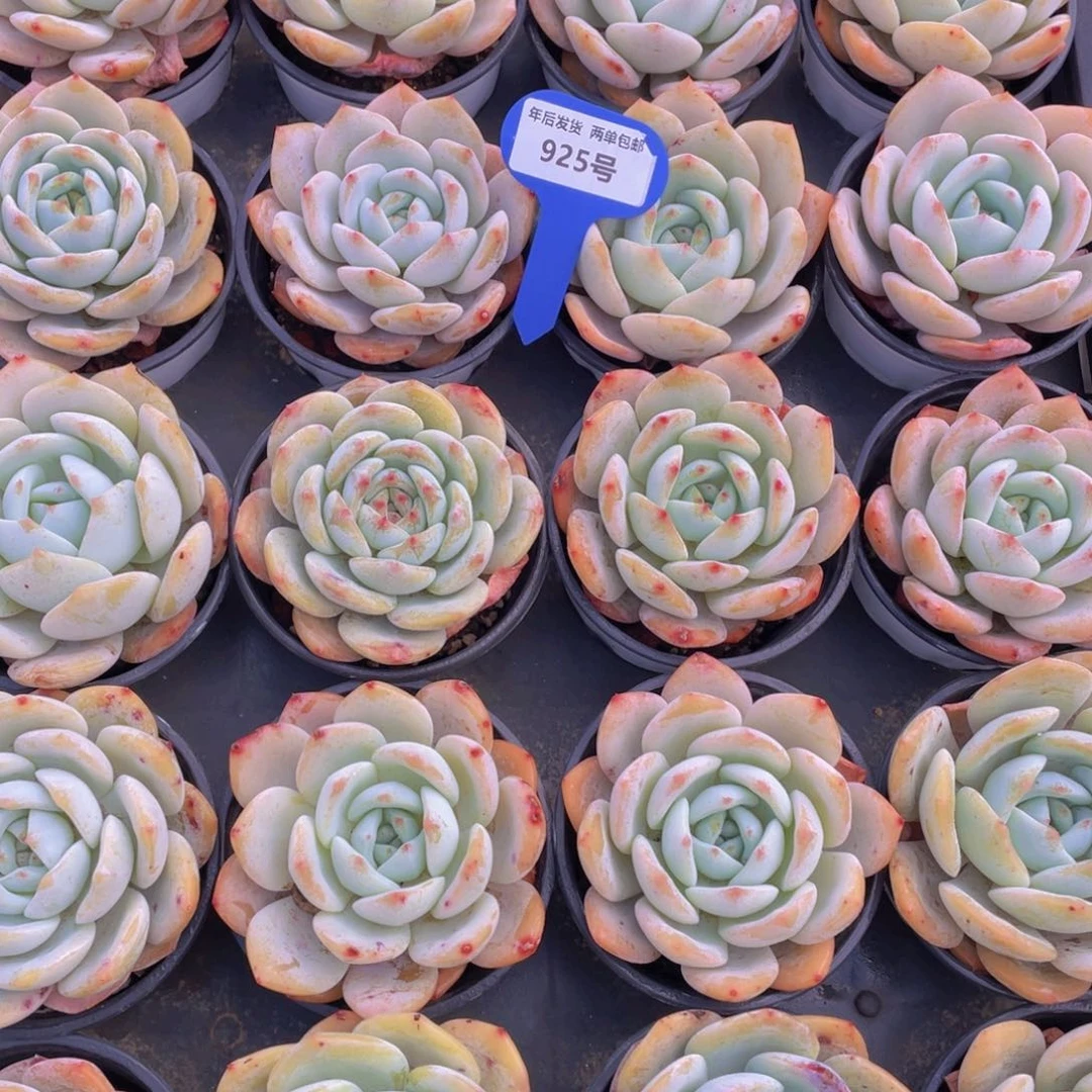 925号凤橙大单头一个