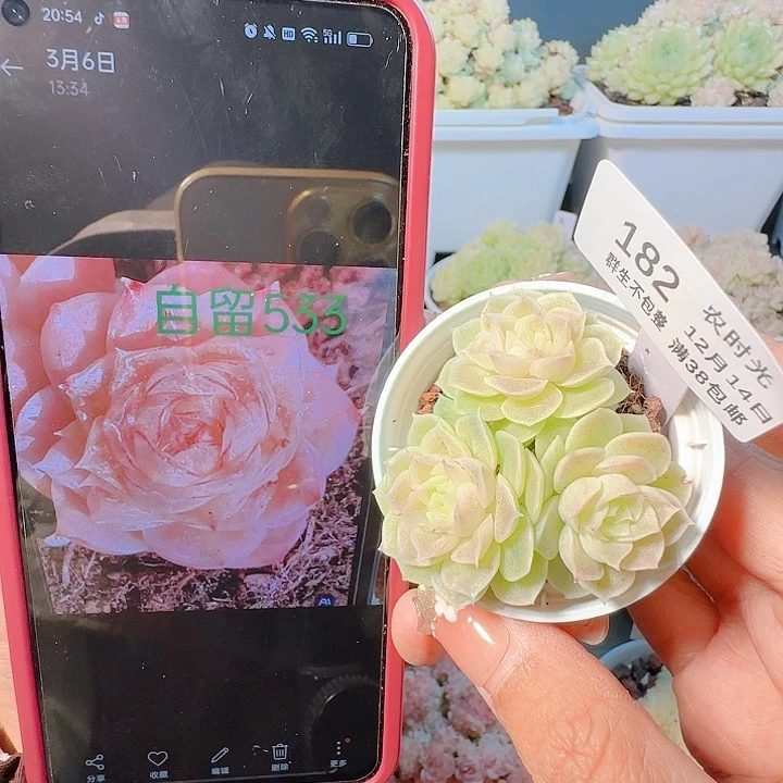 1214-182自留533麦杆