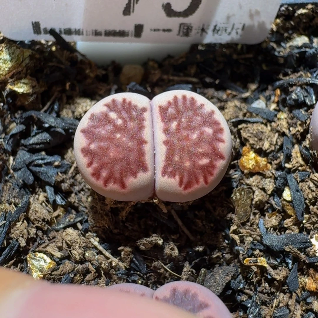 Ssss便宜清货出75紫菊