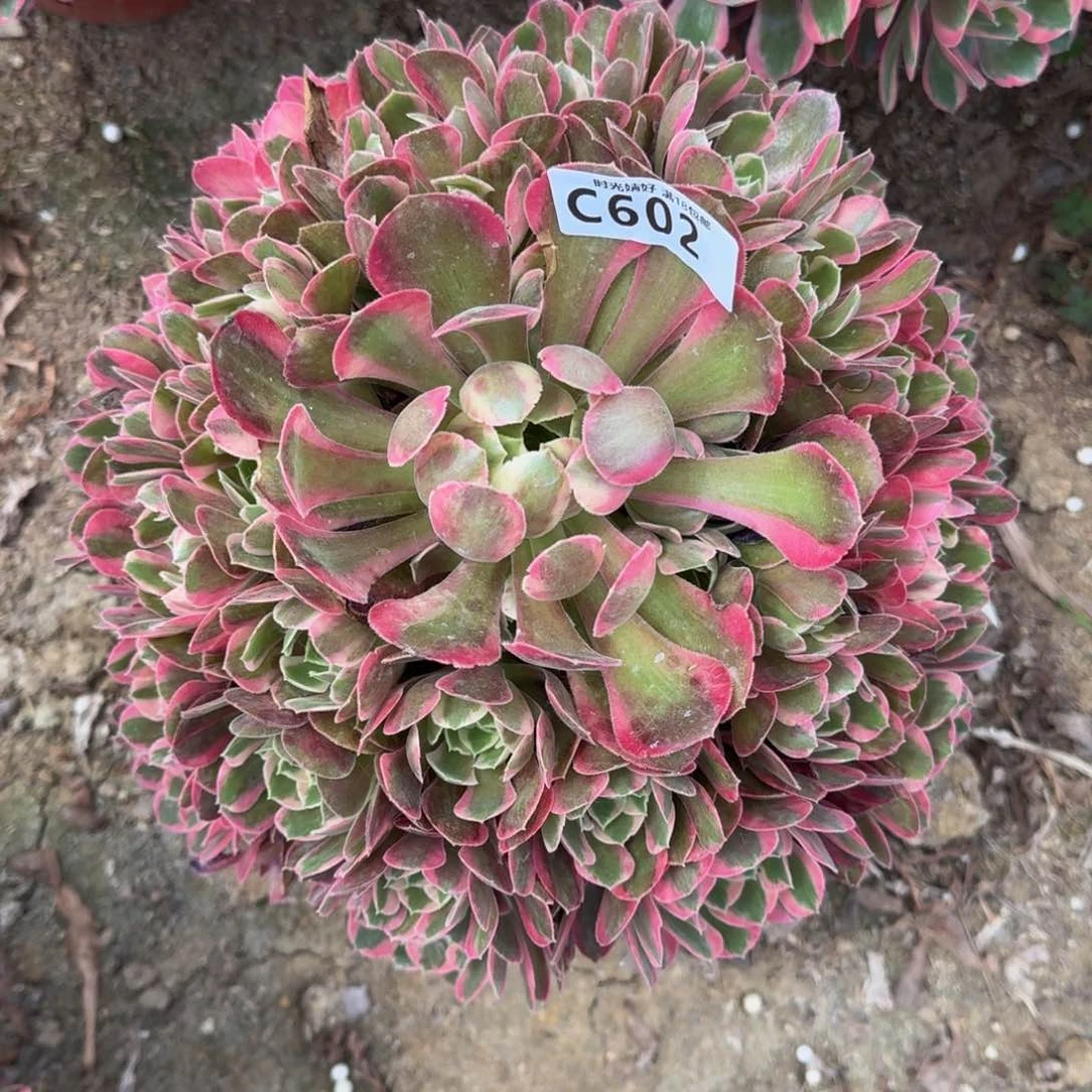 602妖月多肉植物