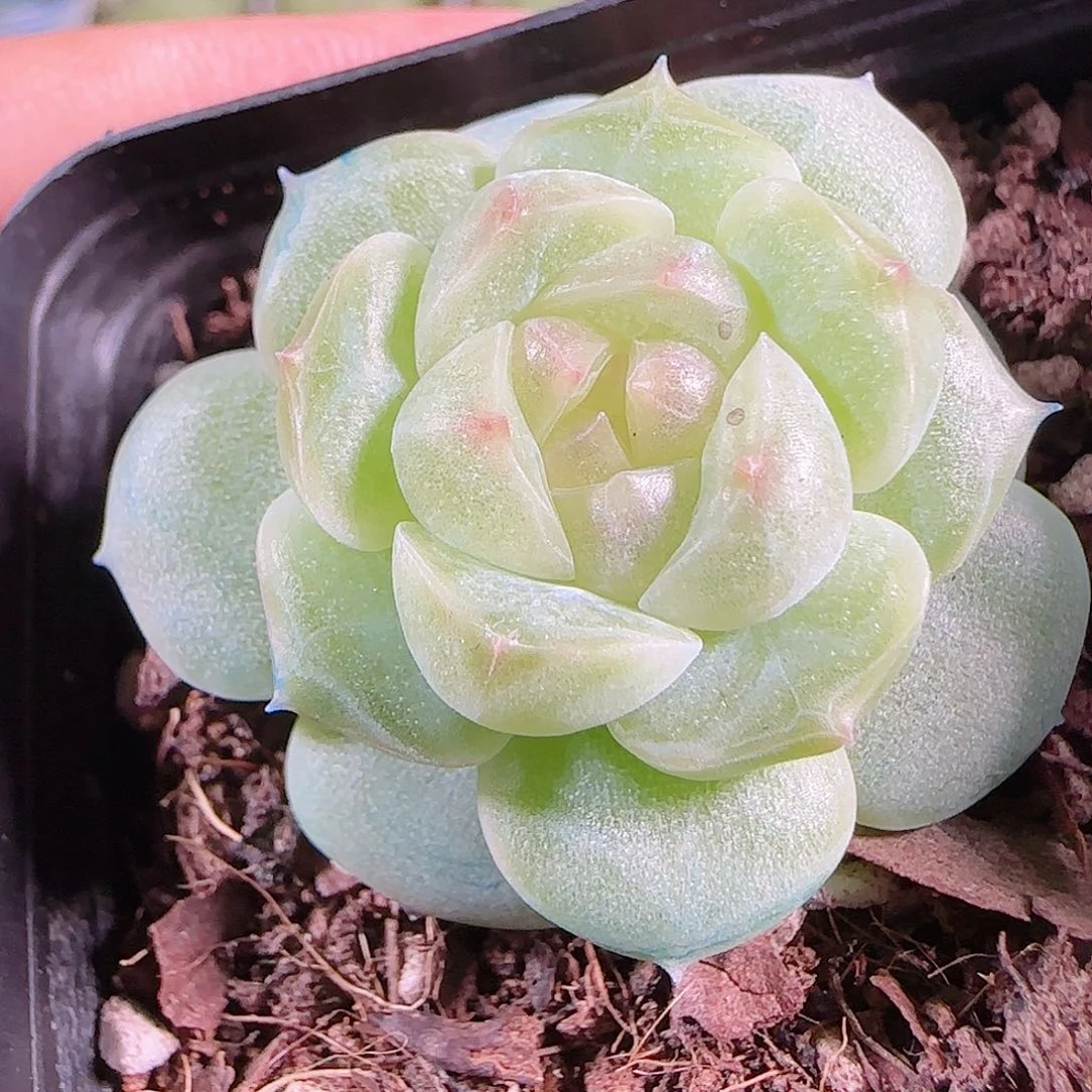 0915--- 96a29糖心珍妮