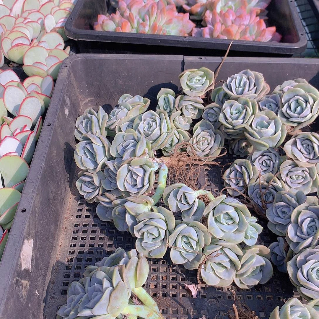 可爱玫瑰群356788999000