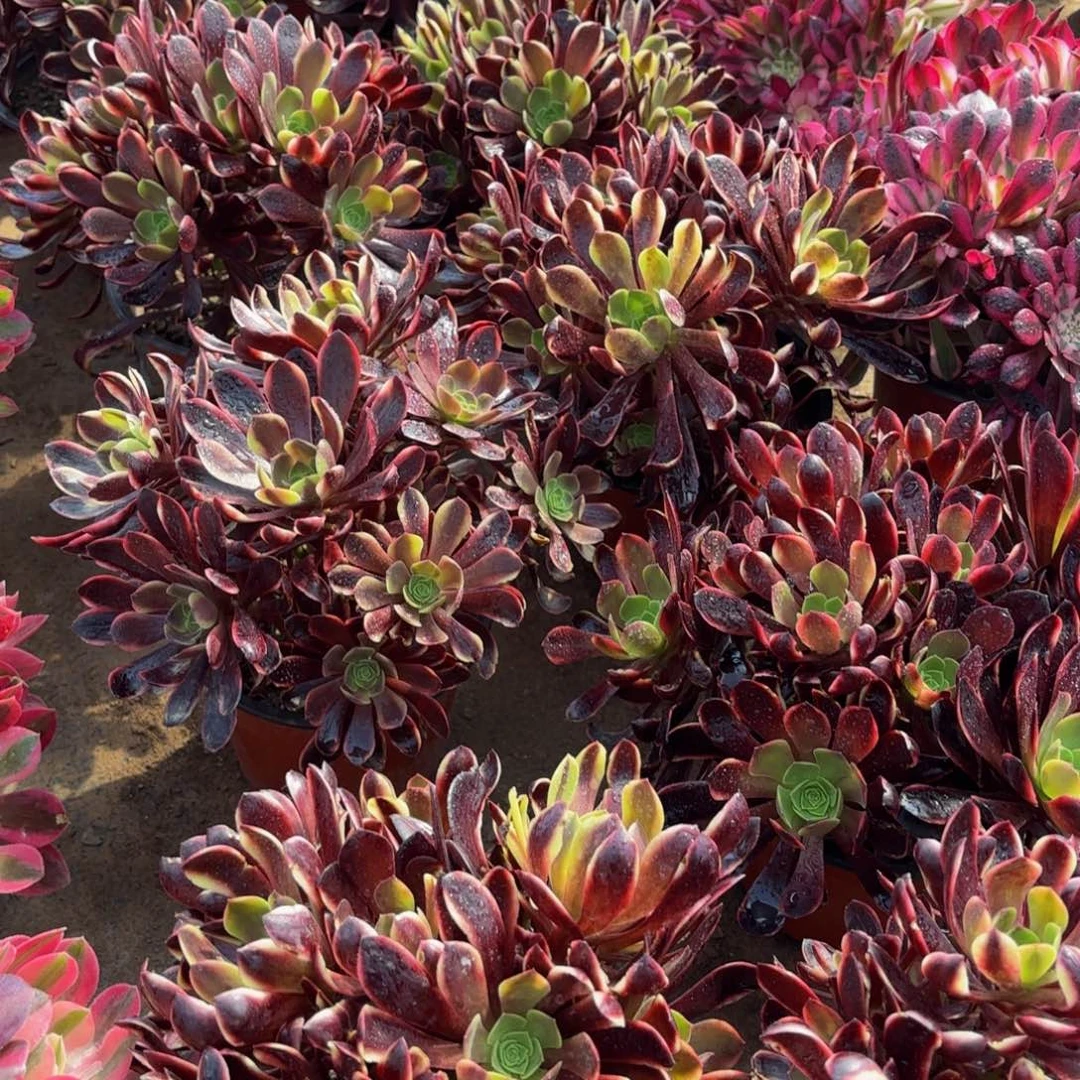 欧嘉莉绣球9.9多肉植物