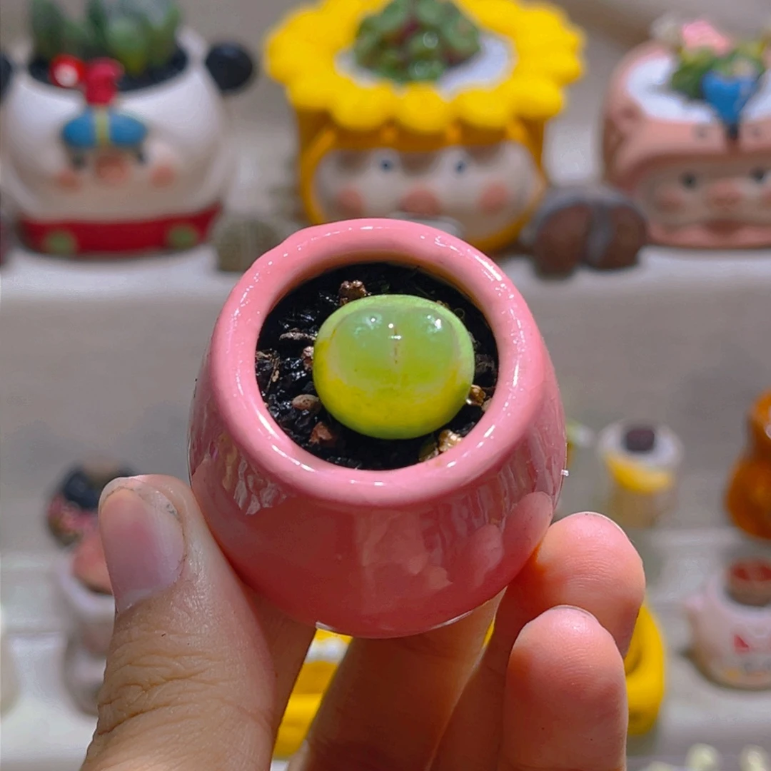 055拉登1.7厘米带盆土一套118