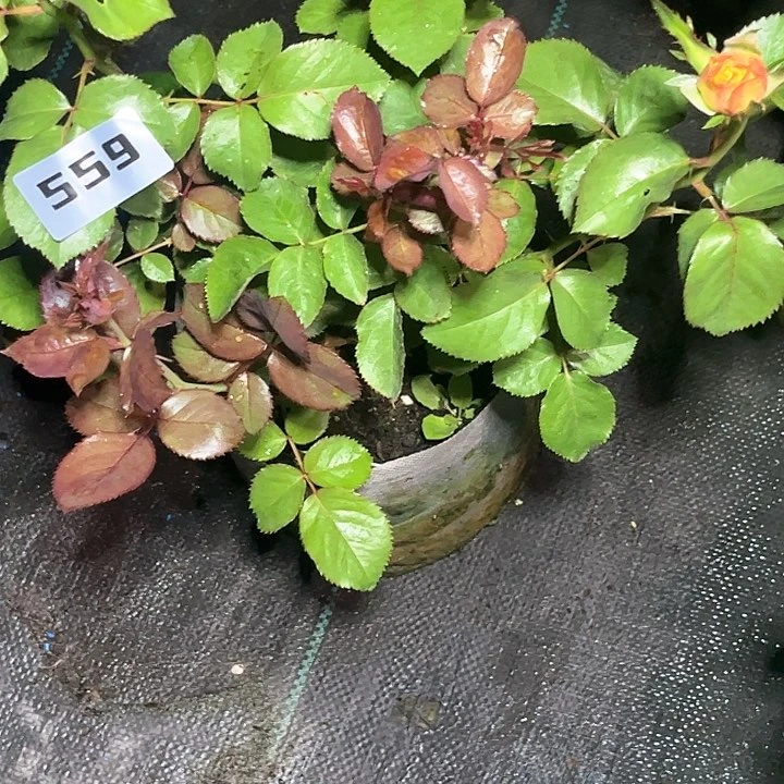 当前无花朵，栽培后可花朵旅行559号。