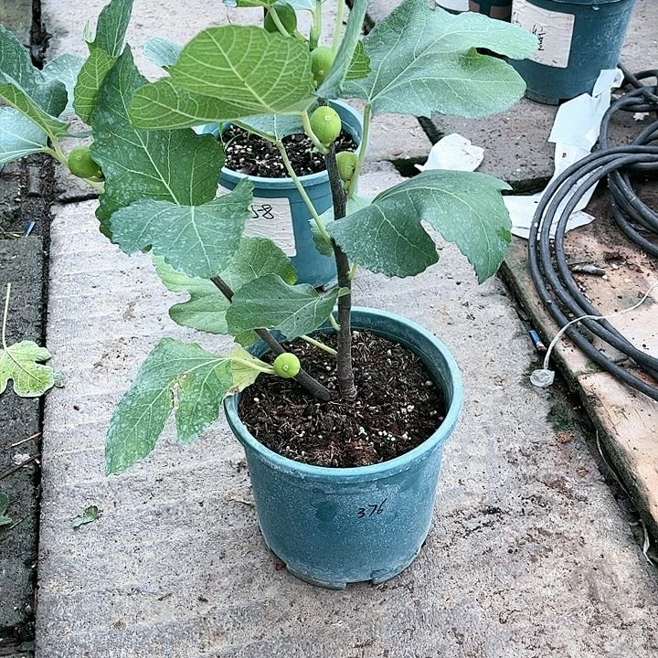 无花朵直播间一物一拍376