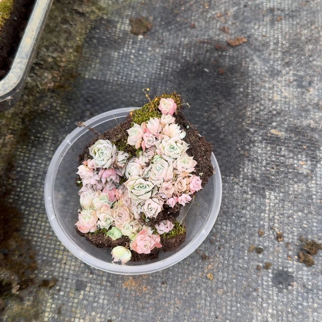 万宝路切糕量拍17-118