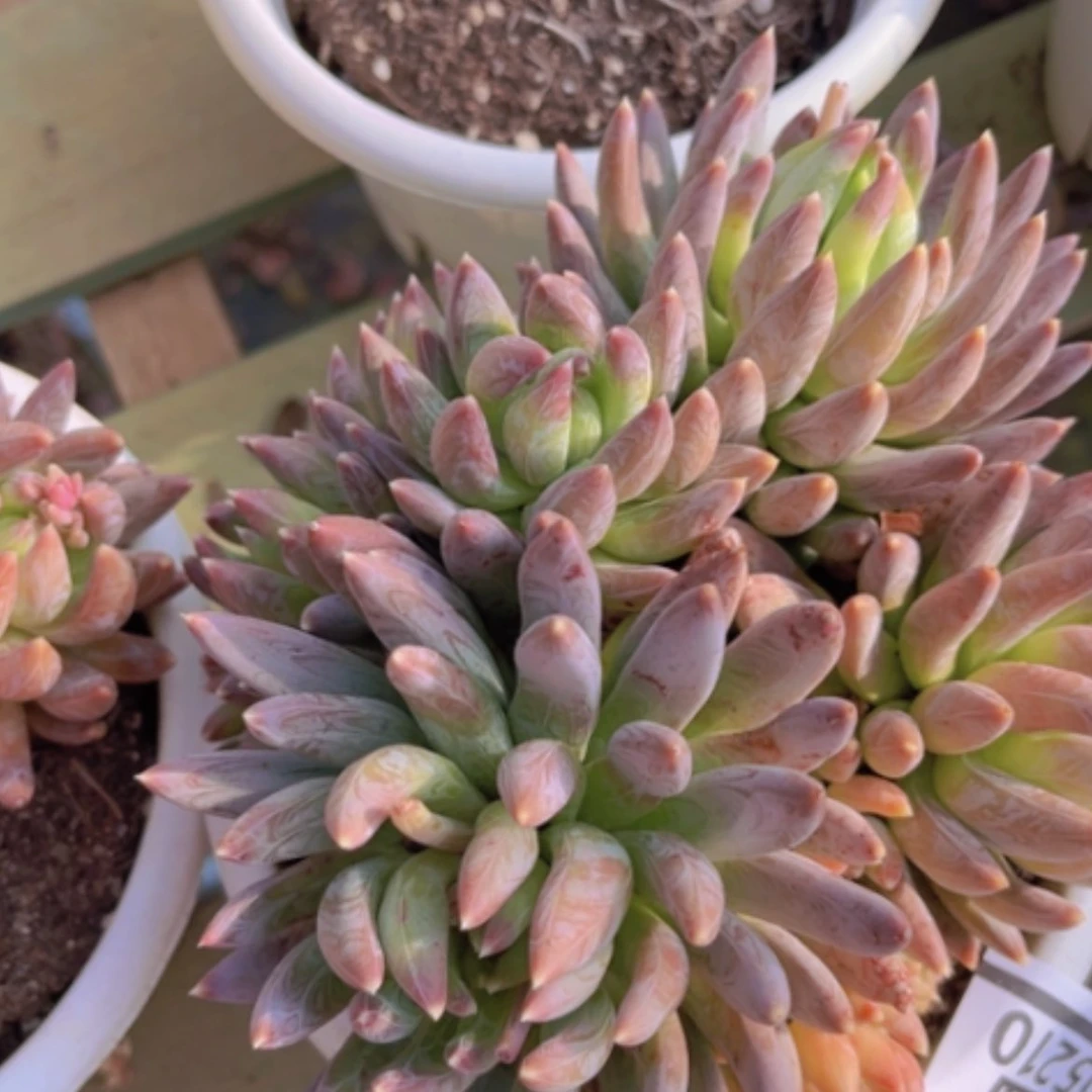 【闪购商品】炫彩星05210