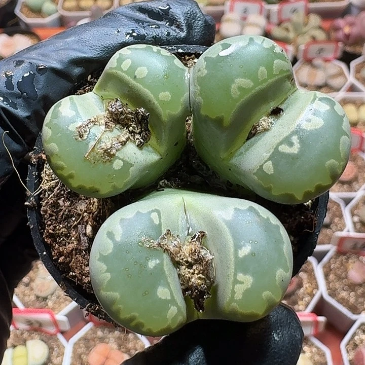 爱****蚁生石花111111111。   189