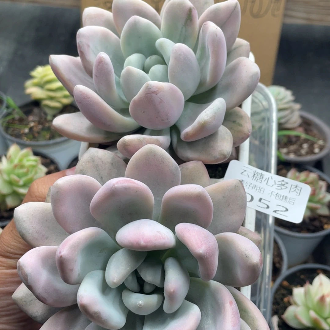云糖心多肉植物52