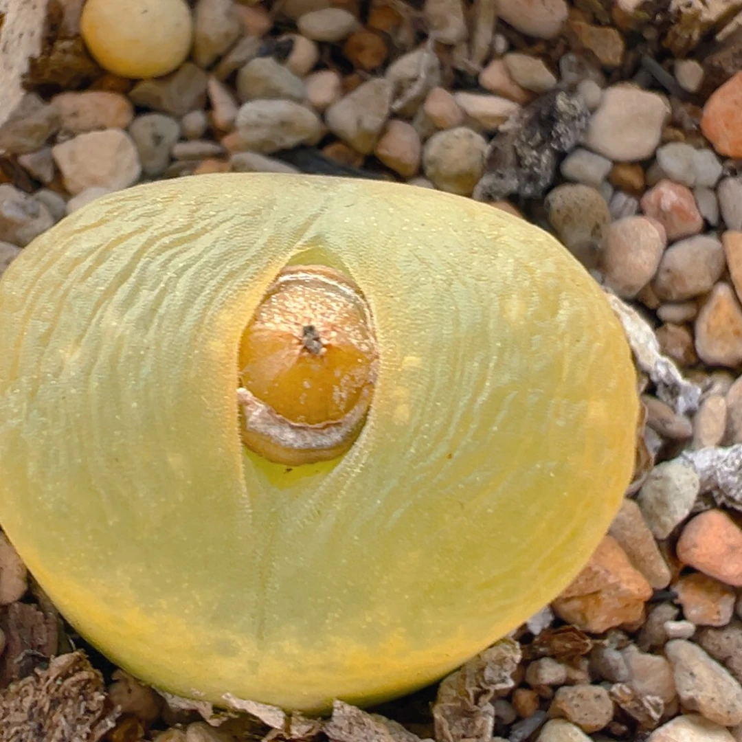 176多肉植物百科知识